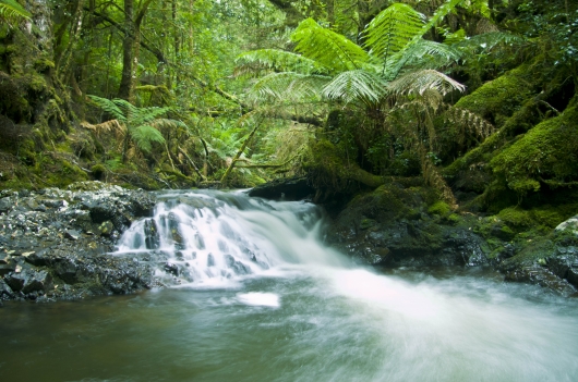 The Tangible Tarkine Experience by Spiral Architect Productions - Pozible