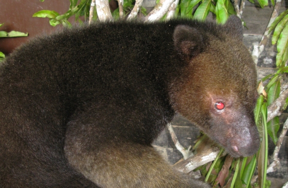 Pozible - Discovering Papua New Guinea's Mountain Mammals by Euan