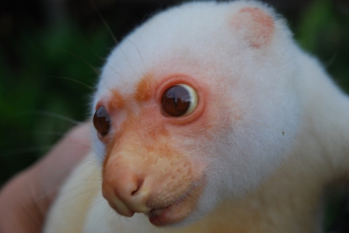 Discovering Papua New Guinea's Mountain Mammals - Pozible