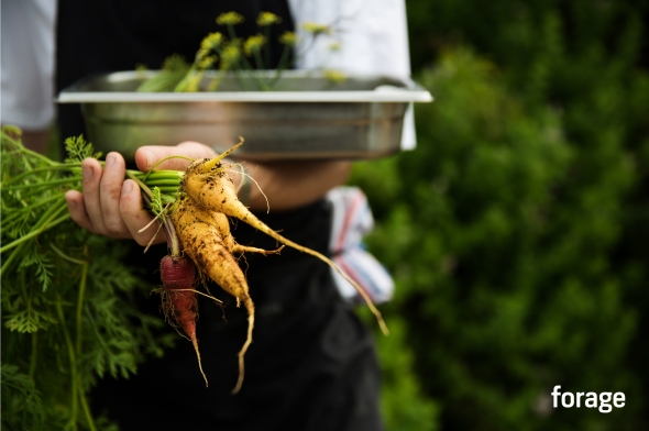 Forage Cookbook - Montalto Vineyard, Mornington Peninsula