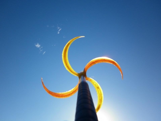 Spiral Dragon