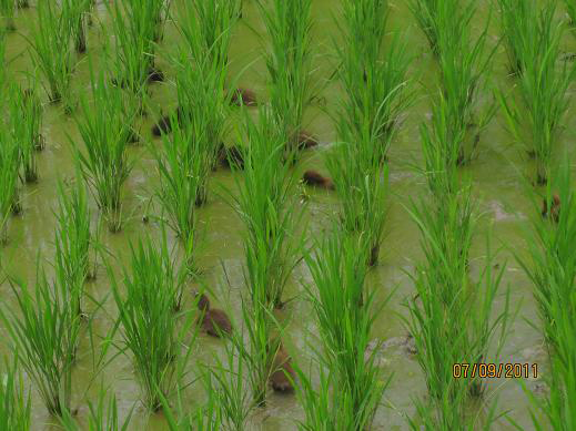 Integrated Duck Rice farming