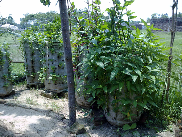 Sack gardening technology for very small areas of land
