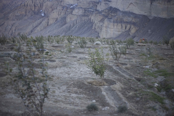 Apple Orchard - Ghiling Village, Nepal
