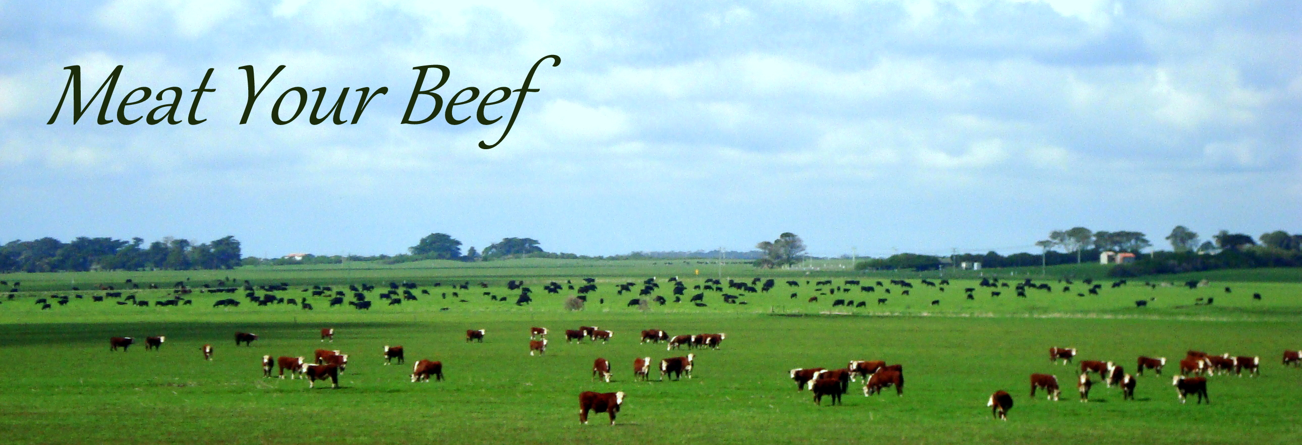 Farm tours Meat your Beef by Ana Pimenta Pozible