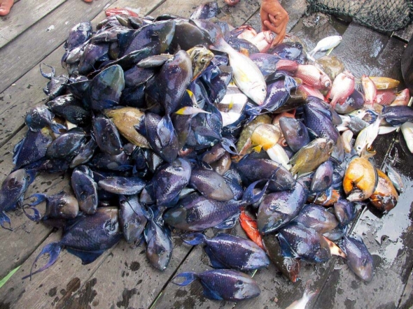 Bombed fish. Photo by friend of Ken Fong