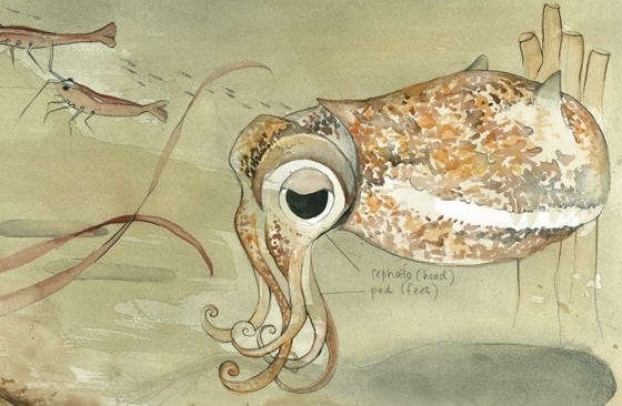 The Squid, the Vibrio & the Moon by Gregory Crocetti - Pozible