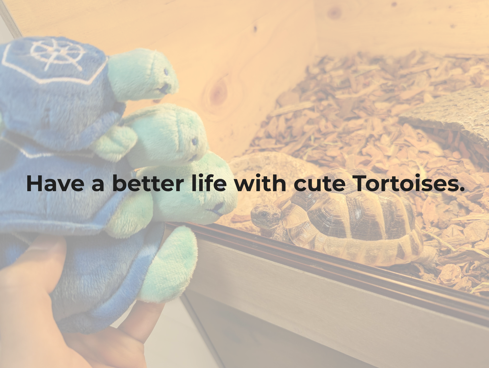 Have a better life with cute tortoises