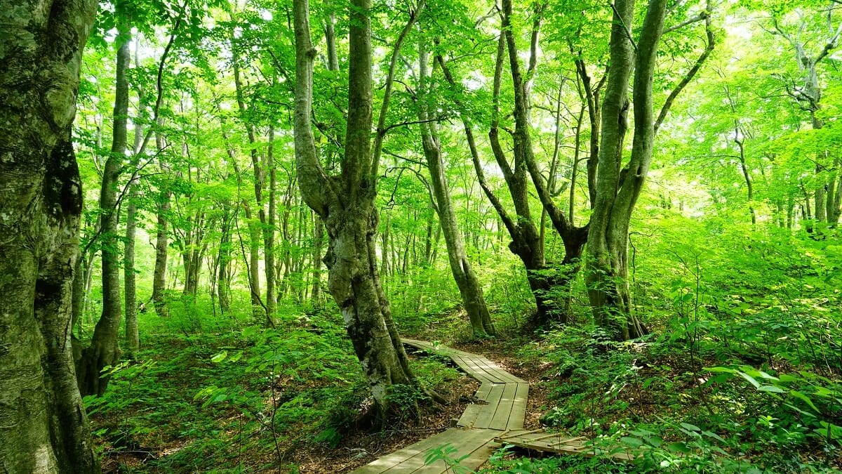 東北屈指の自然が育む絶景を見に行こう！秋田県でおすすめの絶景スポット6選