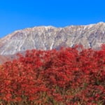 鍵掛峠から見る大山と紅葉