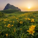 新潟県佐渡市大野亀のトビシマカンゾウ