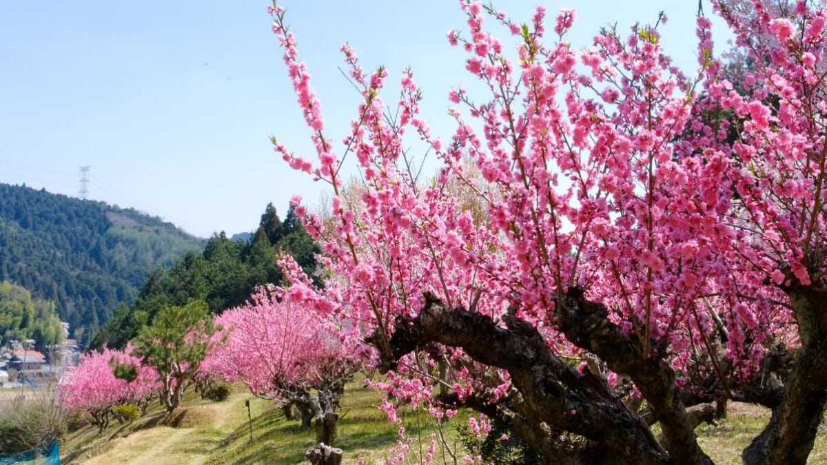 和歌山県には春が似合う。梅・桜・桃など春の花々を満喫する春旅6選