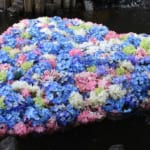 雨引観音　紫陽花の水中花