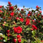 伊豆大島の椿まつり