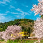 いすみ鉄道と満開の桜