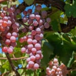 山梨県甲州市勝沼のぶどう畑