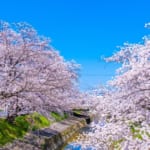 大和高田千本桜（奈良県 ）