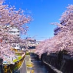 目黒川桜まつり