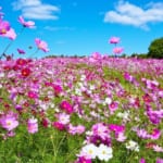 【大阪市】花博記念公園のコスモス 鶴見緑地