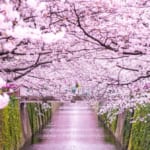 目黒川の桜