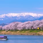 白石川堤一目千本桜