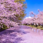 【青森】弘前公園の桜