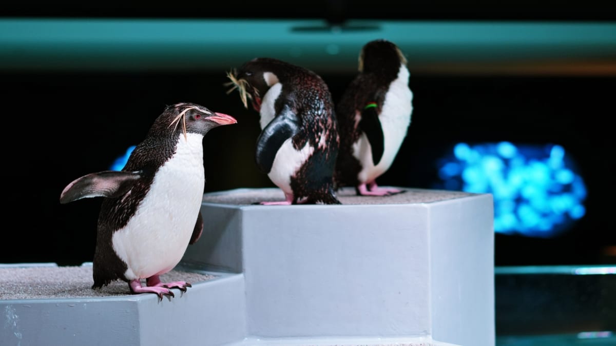 【札幌の水族館】AOAO SAPPOROとは？｜入場料など詳細情報をご紹介