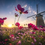 佐倉ふるさと広場　コスモス畑