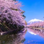 弘前城桜祭り　岩木山