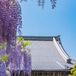 岐阜県羽島市 竹鼻別院の藤