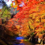 大芦渓谷の紅葉