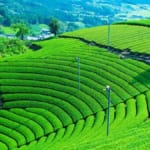 京都宇治の茶畑