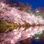 高田城跡公園の夜桜