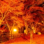 笠置山自然公園の紅葉