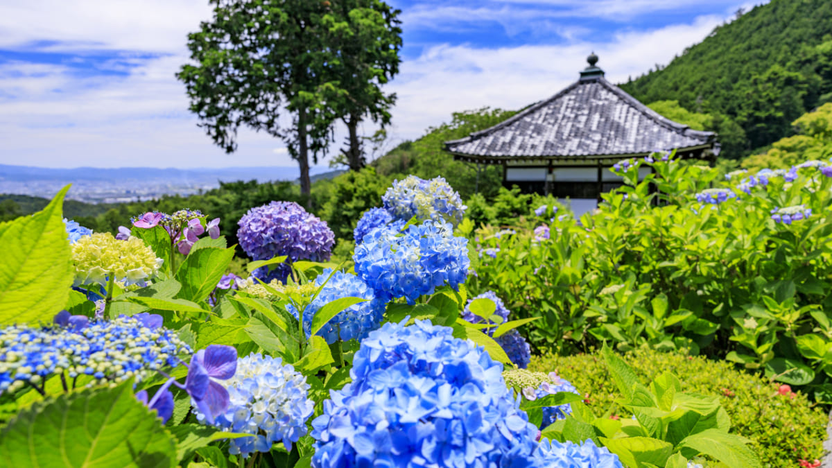 【京都】紫陽花の見頃・開花時期は？インスタ映え抜群のスポットまとめ