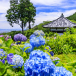 京都 紫陽花 善峰寺