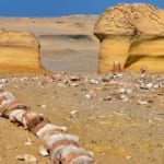 ワディ・アル・ヒタン（エジプト世界遺産）