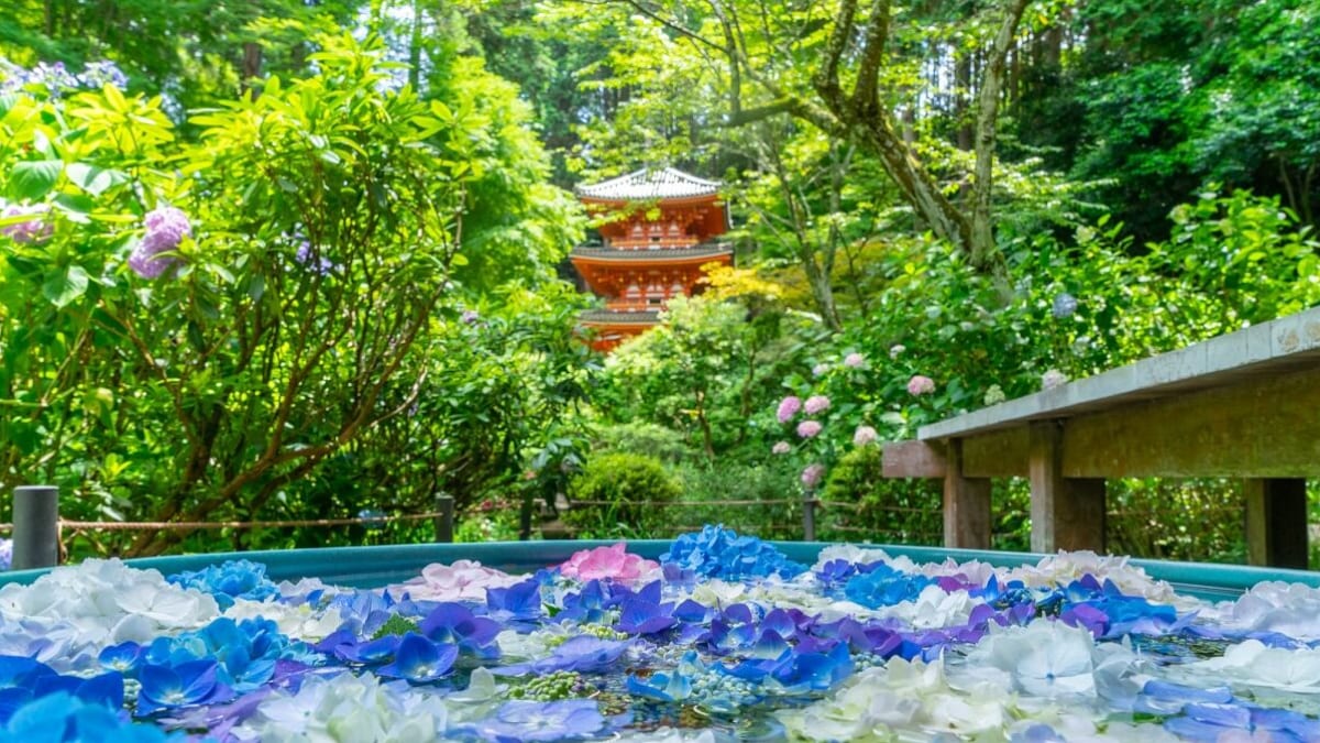 秘められた木津川の歴史　京都 お茶の京都 木津川古寺巡礼バス開始自然と歴史に感動！ 秋の京都