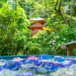 岩船寺（あじさい寺）