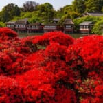 長岡天満宮のキリシマツツジ【京都観光・長岡京市】
