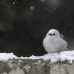 シマエナガ_生息地