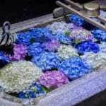 紫陽花手水鉢 さくら市今宮神社