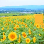 北海道 名寄サンピラーパークのひまわり畑