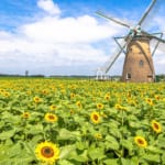 千葉県佐倉市にある「佐倉ふるさと広場 風車のひまわりガーデン」のひまわり