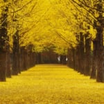 南怡島（ナミソム）