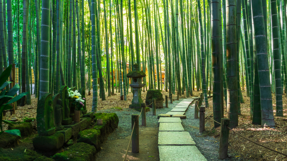 逃げ上手の若君の聖地はどこ？｜諏訪・鎌倉に残る時行の足跡とは