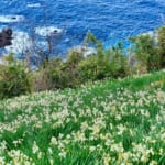 越前岬水仙ランド