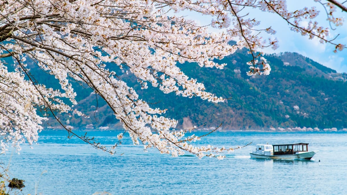 【滋賀県】海津大崎の桜ガイド！見頃・アクセス・クルーズ情報 – skyticket 観光ガイド