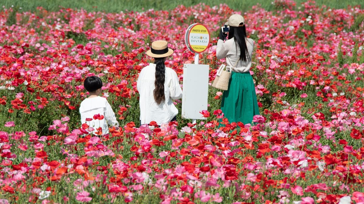 岡山県笠岡市の観光スポット6選。花やカブトガニを楽しむ旅