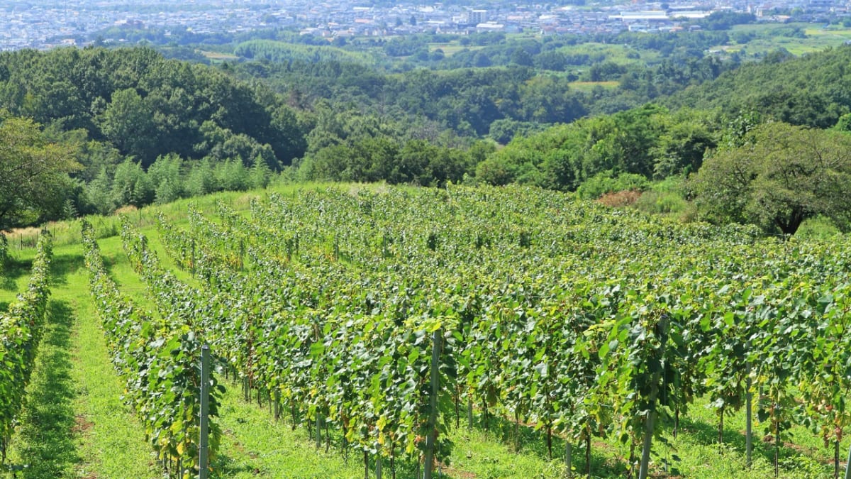 美味しいワインとお菓子を手土産に。山梨県甲斐市でおすすめのお土産